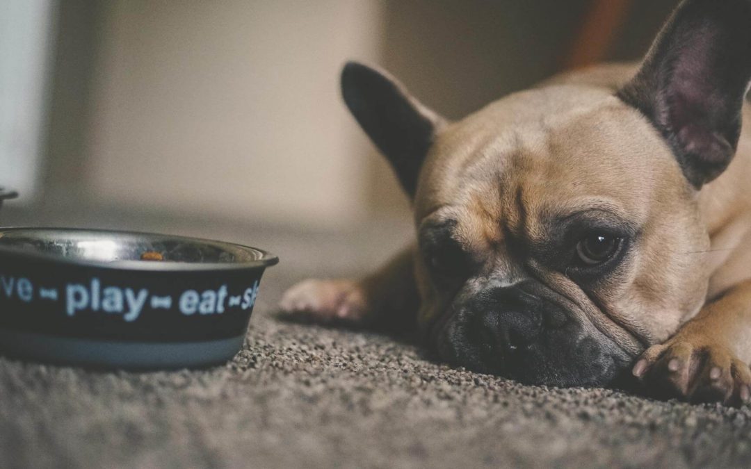 puppy laying next to bowl