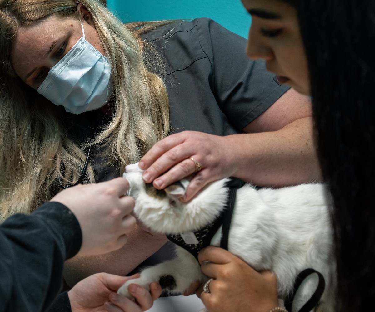 Pet Dentistry